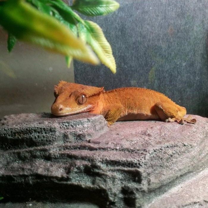 crested gecko on rock